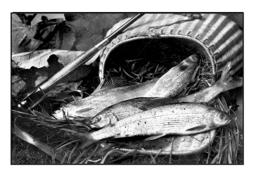 Catch of the Day