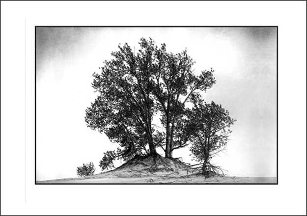 The Stately Cottonwood