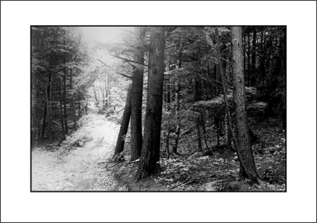 Woodland Trails