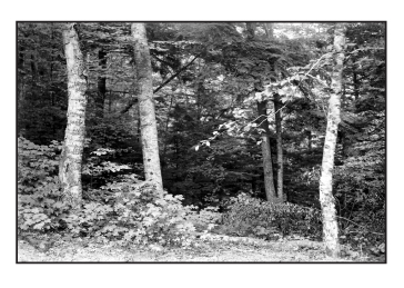 The Northwoods