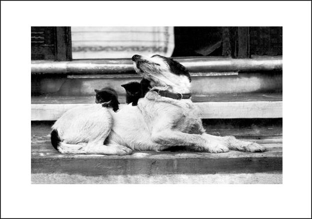 Dogs & Cats