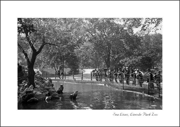 Sea Lions in Lincoln Park